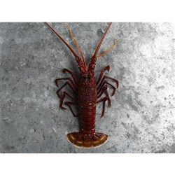 LOBSTER WESTERN ROCK FROZ COOKED SPLIT 48S AUST 9KG # SPBA48 BROLOS